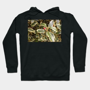 Variegated Holly Bush Hoodie